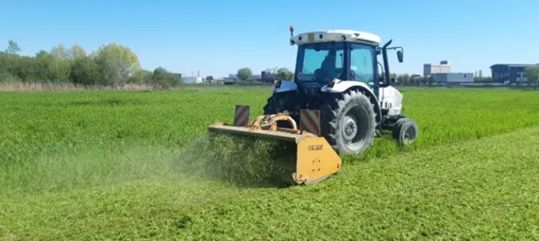 Le cover crop: strumento di sostenibilità in agricoltura